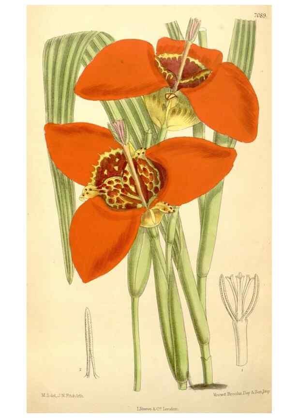Reproducción/Reproduction 35437210385: Curtis's botanical magazine.. London ; New York [etc.] :Academic Press [etc.]