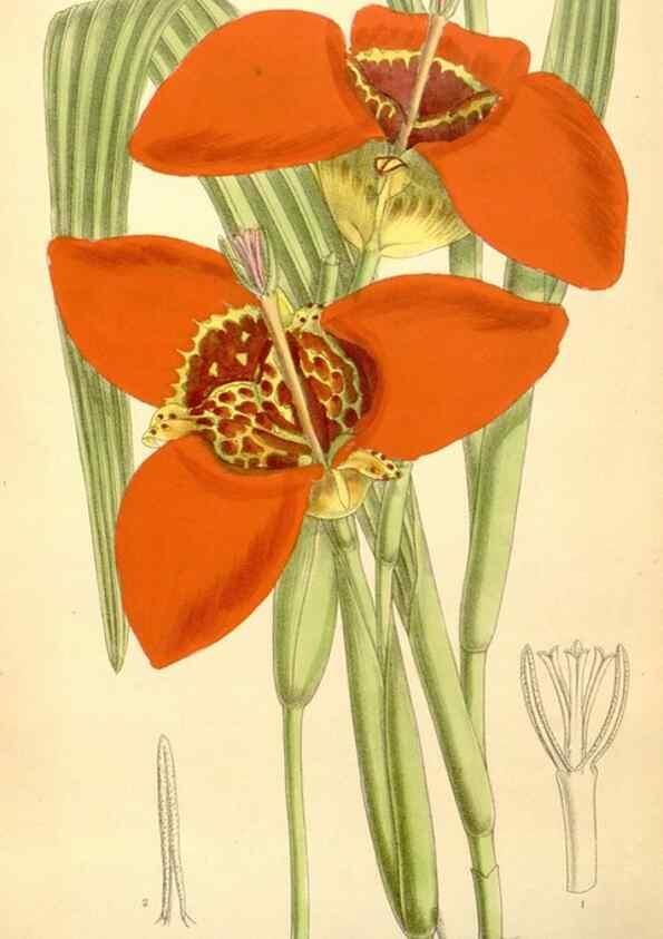 Reproducción/Reproduction 35437210385: Curtis's botanical magazine.. London ; New York [etc.] :Academic Press [etc.]
