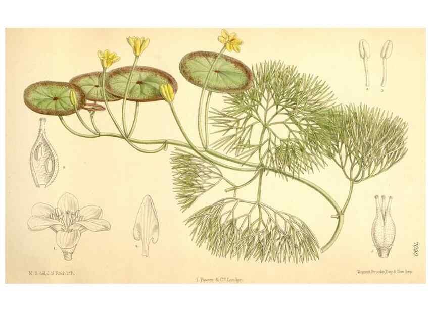 Reproducción/Reproduction 35307592201: Curtis's botanical magazine.. London ; New York [etc.] :Academic Press [etc.]