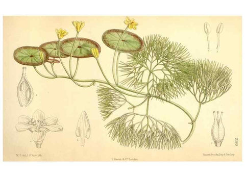 Reproducción/Reproduction 35307592201: Curtis's botanical magazine.. London ; New York [etc.] :Academic Press [etc.]