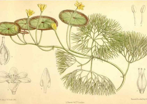 Reproducción/Reproduction 35307592201: Curtis's botanical magazine.. London ; New York [etc.] :Academic Press [etc.]