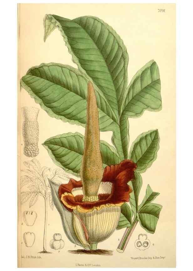 Reproducción/Reproduction 35307594141: Curtis's botanical magazine.. London ; New York [etc.] :Academic Press [etc.]