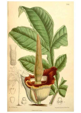 Reproducción/Reproduction 35307594141: Curtis's botanical magazine.. London ; New York [etc.] :Academic Press [etc.]