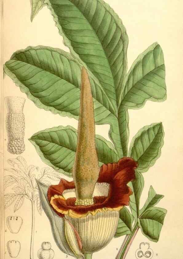 Reproducción/Reproduction 35307594141: Curtis's botanical magazine.. London ; New York [etc.] :Academic Press [etc.]