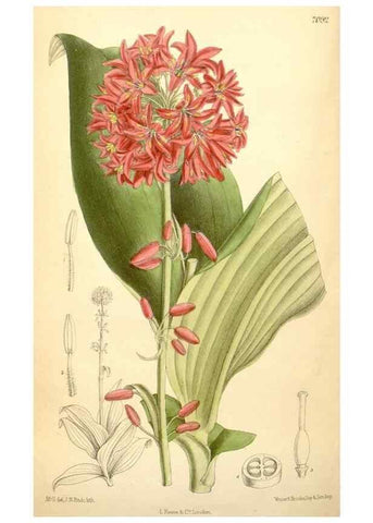 Reproducción/Reproduction 35397532266: Curtis's botanical magazine.. London ; New York [etc.] :Academic Press [etc.]