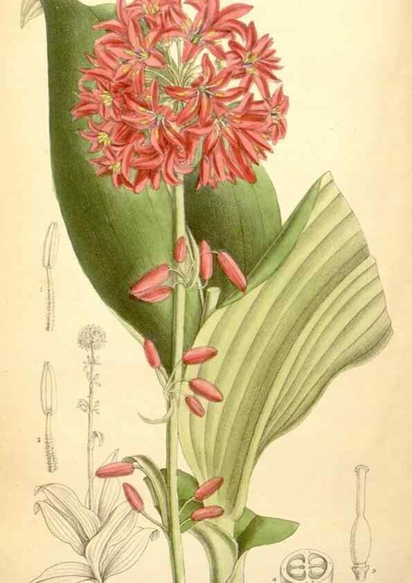 Reproducción/Reproduction 35397532266: Curtis's botanical magazine.. London ; New York [etc.] :Academic Press [etc.]