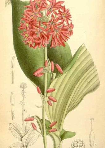 Reproducción/Reproduction 35397532266: Curtis's botanical magazine.. London ; New York [etc.] :Academic Press [etc.]