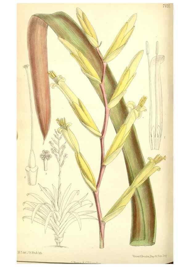 Reproducción/Reproduction 34627575553: Curtis's botanical magazine.. London ; New York [etc.] :Academic Press [etc.]