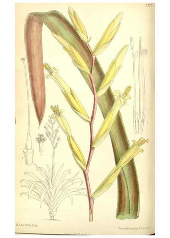 Reproducción/Reproduction 34627575553: Curtis's botanical magazine.. London ; New York [etc.] :Academic Press [etc.]
