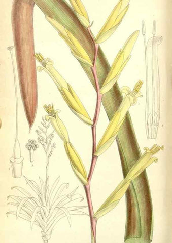 Reproducción/Reproduction 34627575553: Curtis's botanical magazine.. London ; New York [etc.] :Academic Press [etc.]
