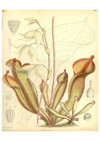 Reproducción/Reproduction 35270856642: Curtis's botanical magazine.. London ; New York [etc.] :Academic Press [etc.]