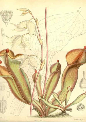 Reproducción/Reproduction 35270856642: Curtis's botanical magazine.. London ; New York [etc.] :Academic Press [etc.]
