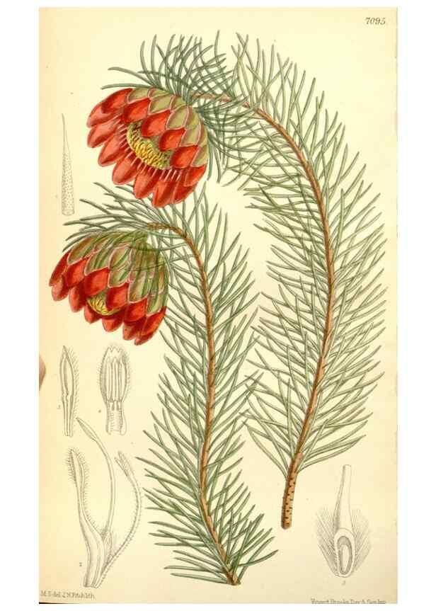 Reproducción/Reproduction 35437498815: Curtis's botanical magazine.. London ; New York [etc.] :Academic Press [etc.]