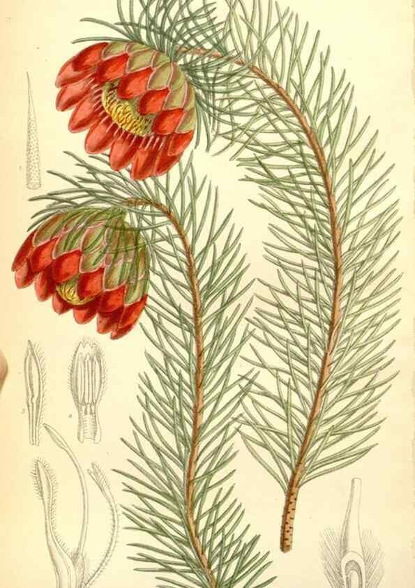 Reproducción/Reproduction 35437498815: Curtis's botanical magazine.. London ; New York [etc.] :Academic Press [etc.]