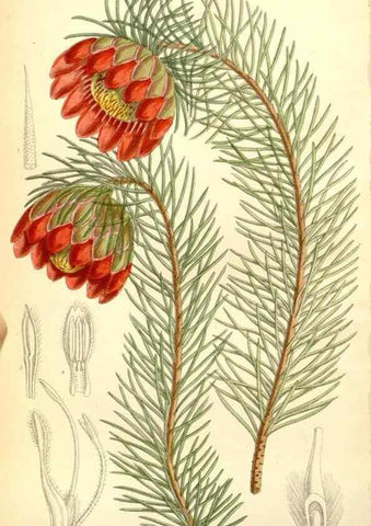 Reproducción/Reproduction 35437498815: Curtis's botanical magazine.. London ; New York [etc.] :Academic Press [etc.]
