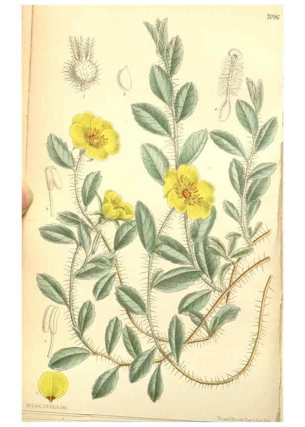 Reproducción/Reproduction 34627527053: Curtis's botanical magazine.. London ; New York [etc.] :Academic Press [etc.]