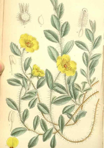 Reproducción/Reproduction 34627527053: Curtis's botanical magazine.. London ; New York [etc.] :Academic Press [etc.]