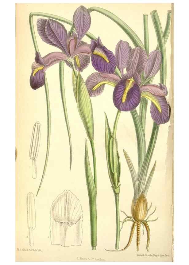 Reproducción/Reproduction 34627528773: Curtis's botanical magazine.. London ; New York [etc.] :Academic Press [etc.]