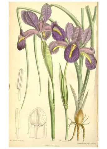 Reproducción/Reproduction 34627528773: Curtis's botanical magazine.. London ; New York [etc.] :Academic Press [etc.]