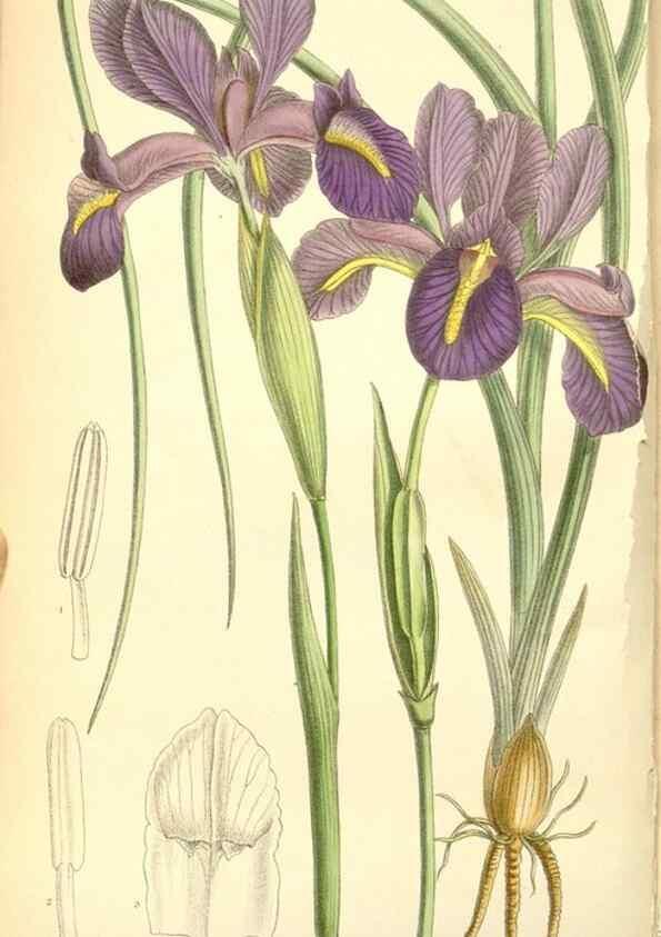 Reproducción/Reproduction 34627528773: Curtis's botanical magazine.. London ; New York [etc.] :Academic Press [etc.]