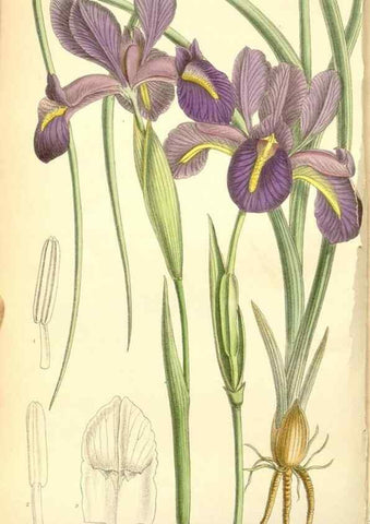 Reproducción/Reproduction 34627528773: Curtis's botanical magazine.. London ; New York [etc.] :Academic Press [etc.]