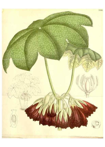 Reproducción/Reproduction 34627530033: Curtis's botanical magazine.. London ; New York [etc.] :Academic Press [etc.]