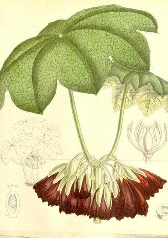 Reproducción/Reproduction 34627530033: Curtis's botanical magazine.. London ; New York [etc.] :Academic Press [etc.]