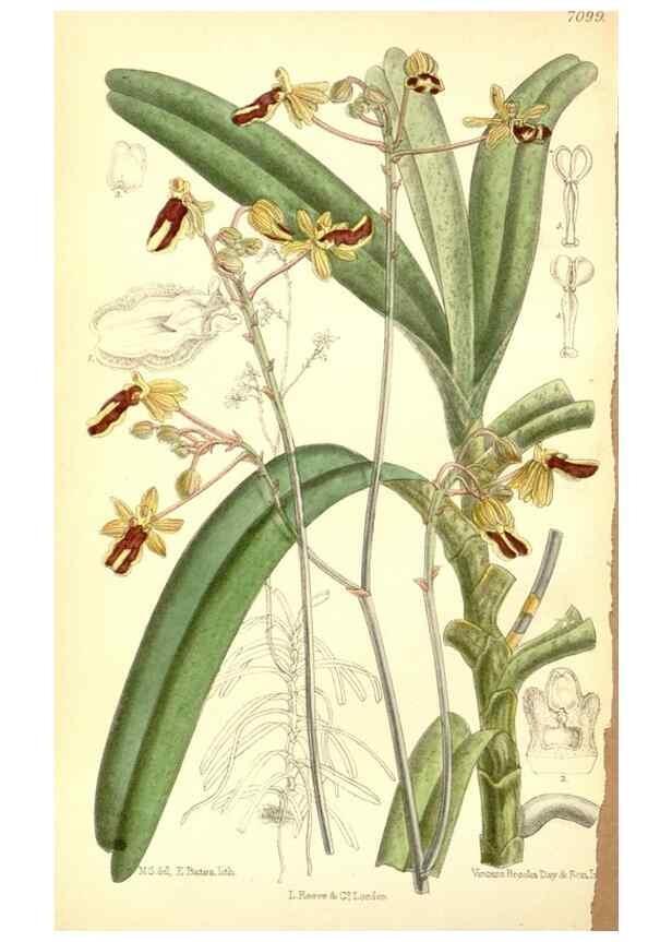 Reproducción/Reproduction 34627531253: Curtis's botanical magazine.. London ; New York [etc.] :Academic Press [etc.]