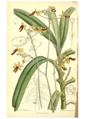 Reproducción/Reproduction 34627531253: Curtis's botanical magazine.. London ; New York [etc.] :Academic Press [etc.]