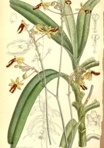 Reproducción/Reproduction 34627531253: Curtis's botanical magazine.. London ; New York [etc.] :Academic Press [etc.]