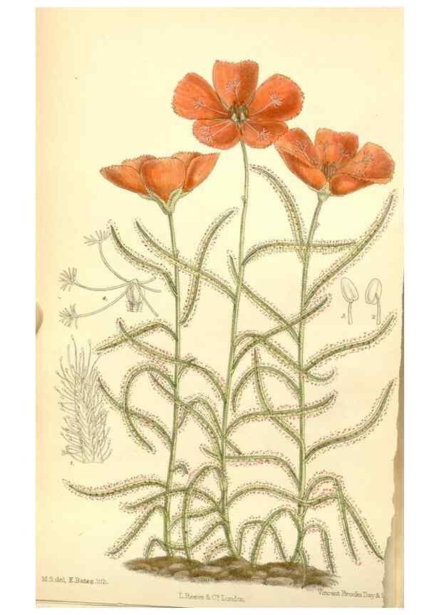 Reproducción/Reproduction 34627532623: Curtis's botanical magazine.. London ; New York [etc.] :Academic Press [etc.]