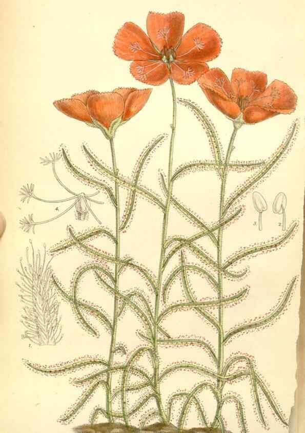 Reproducción/Reproduction 34627532623: Curtis's botanical magazine.. London ; New York [etc.] :Academic Press [etc.]