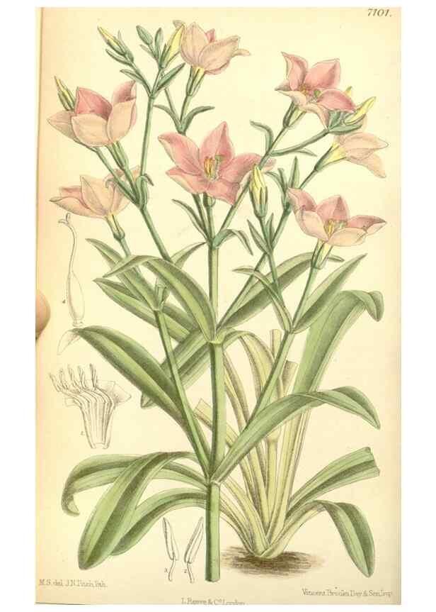 Reproducción/Reproduction 34595560334: Curtis's botanical magazine.. London ; New York [etc.] :Academic Press [etc.]