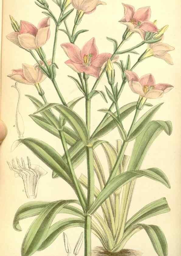 Reproducción/Reproduction 34595560334: Curtis's botanical magazine.. London ; New York [etc.] :Academic Press [etc.]