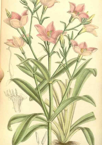 Reproducción/Reproduction 34595560334: Curtis's botanical magazine.. London ; New York [etc.] :Academic Press [etc.]