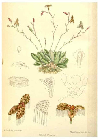 Reproducción/Reproduction 35270859472: Curtis's botanical magazine.. London ; New York [etc.] :Academic Press [etc.]