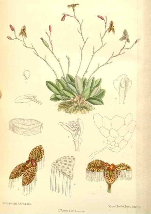 Reproducción/Reproduction 35270859472: Curtis's botanical magazine.. London ; New York [etc.] :Academic Press [etc.]