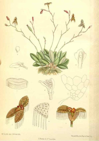 Reproducción/Reproduction 35270859472: Curtis's botanical magazine.. London ; New York [etc.] :Academic Press [etc.]