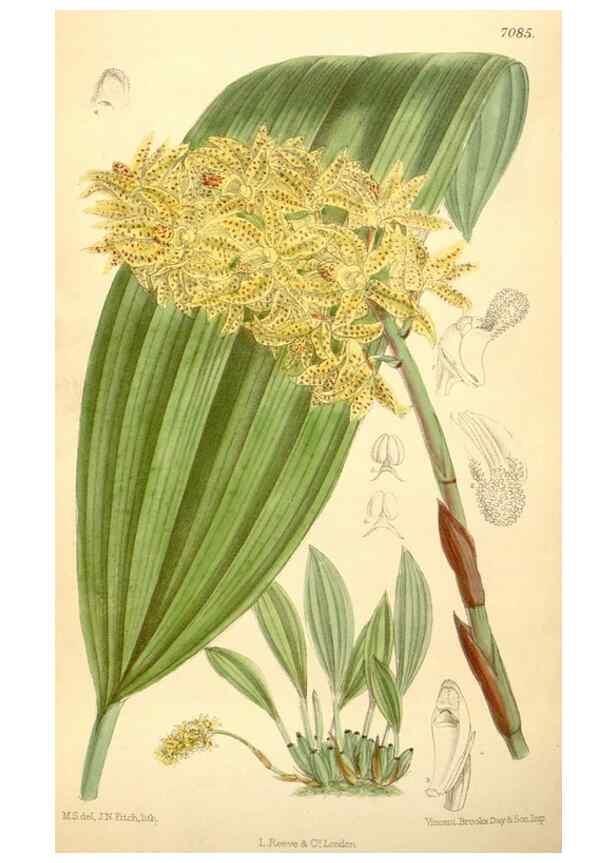 Reproducción/Reproduction 35437202015: Curtis's botanical magazine.. London ; New York [etc.] :Academic Press [etc.]