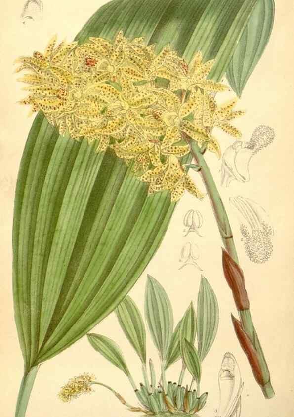 Reproducción/Reproduction 35437202015: Curtis's botanical magazine.. London ; New York [etc.] :Academic Press [etc.]