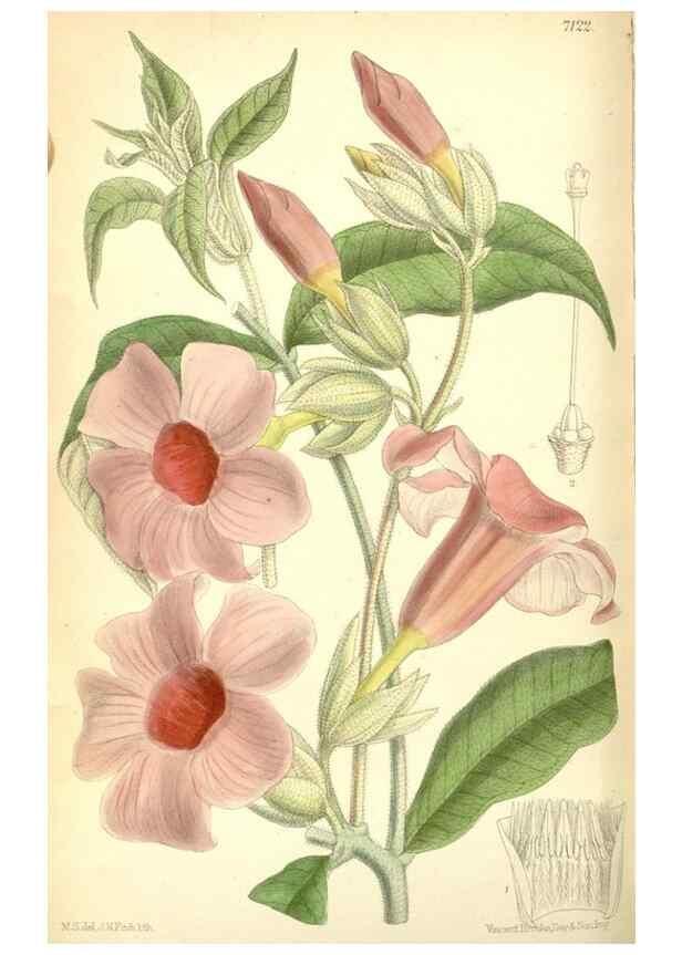 Reproducción/Reproduction 34627577893: Curtis's botanical magazine.. London ; New York [etc.] :Academic Press [etc.]