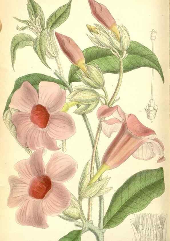 Reproducción/Reproduction 34627577893: Curtis's botanical magazine.. London ; New York [etc.] :Academic Press [etc.]