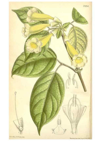 Reproducción/Reproduction 35270914742: Curtis's botanical magazine.. London ; New York [etc.] :Academic Press [etc.]