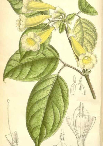 Reproducción/Reproduction 35270914742: Curtis's botanical magazine.. London ; New York [etc.] :Academic Press [etc.]