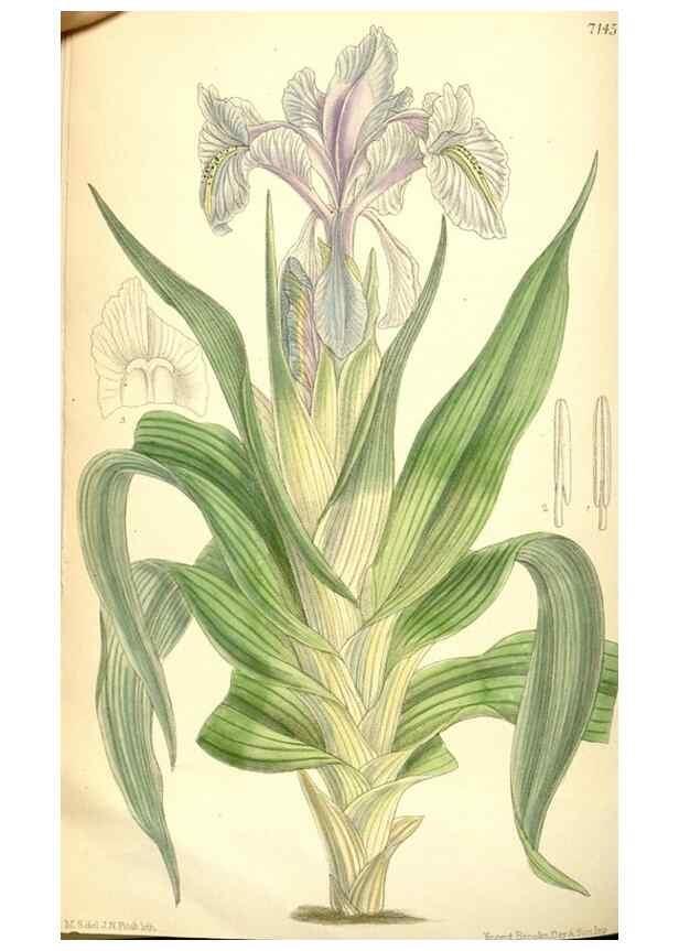 Reproducción/Reproduction 35307933651: Curtis's botanical magazine.. London ; New York [etc.] :Academic Press [etc.]