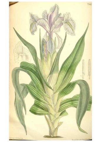 Reproducción/Reproduction 35307933651: Curtis's botanical magazine.. London ; New York [etc.] :Academic Press [etc.]
