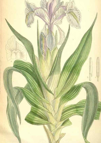 Reproducción/Reproduction 35307933651: Curtis's botanical magazine.. London ; New York [etc.] :Academic Press [etc.]