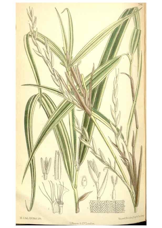 Reproducción/Reproduction 35307934991: Curtis's botanical magazine.. London ; New York [etc.] :Academic Press [etc.]