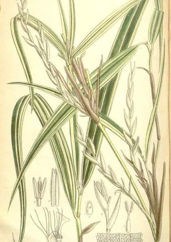 Reproducción/Reproduction 35307934991: Curtis's botanical magazine.. London ; New York [etc.] :Academic Press [etc.]