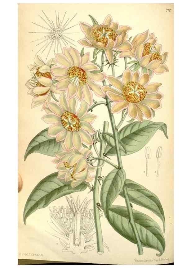Reproducción/Reproduction 35307937021: Curtis's botanical magazine.. London ; New York [etc.] :Academic Press [etc.]